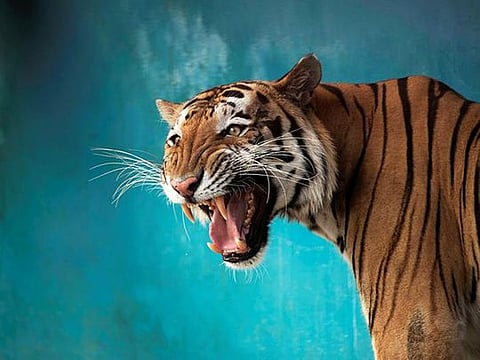 Pictures of the year 2021: Animals
