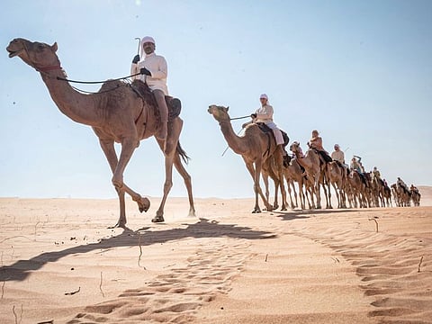 Abu Dhabi Agriculture and Food Safety Authority (ADAFSA) steps up its efforts to develop camel livestock in the country. Photo for illustrative purpose only