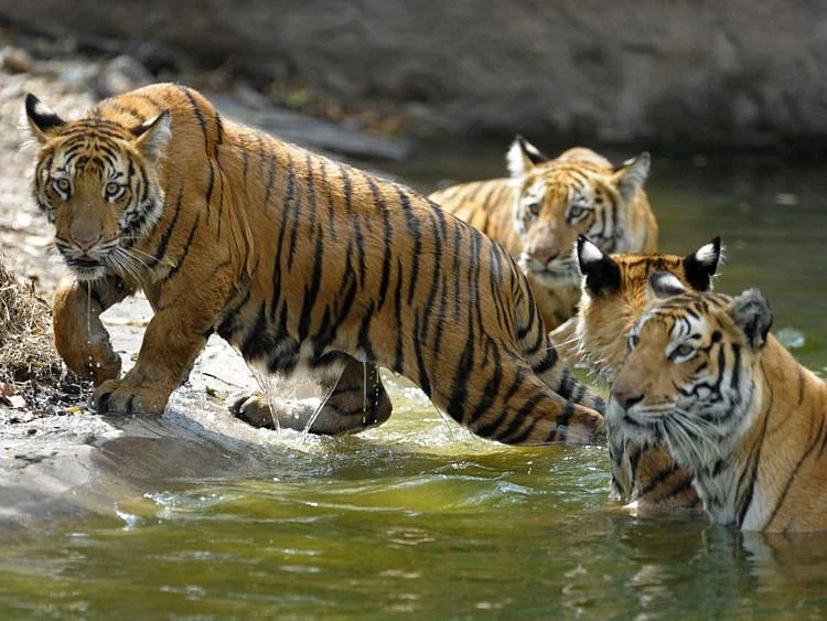 tigers-1640865761794
