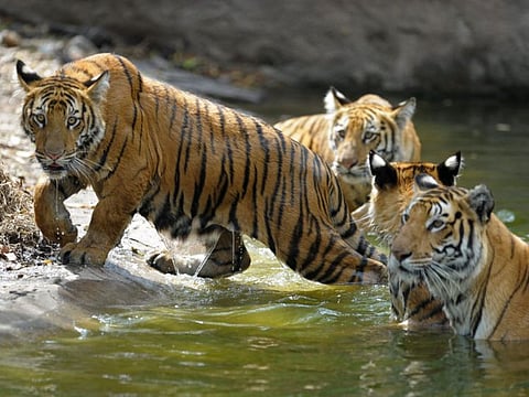 Ttiger cubs in their enclosure with their mother Aparna (right) at the Nehru Zoological Park in Hyderabad in a file photo. 