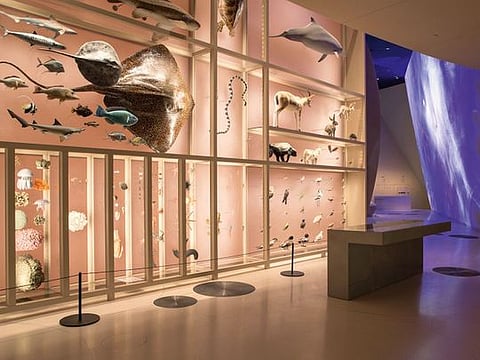 On the rise: The National Museum of Qatar