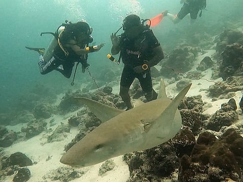 Some of the sharks they encountered were up to 8 feet long