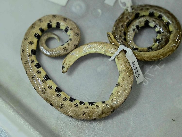 dwarf boa, "Tropidophis cacuangoae,"