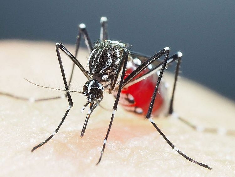 20231101 mosquitoes