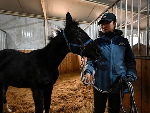 Zhuangzhuang, the country's first cloned horse bred by Chinese company Sinogene, is seen with animal trainer Yin Chuyun at a stable at Sheerwood horse riding club in Beijing.