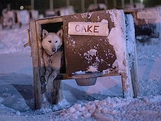 Photos: In Norway, sled dogs train and play in warming Arctic