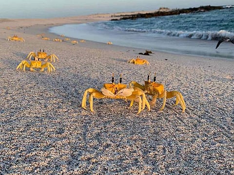 A huge variety of creatures can be found across the sanctuaries 