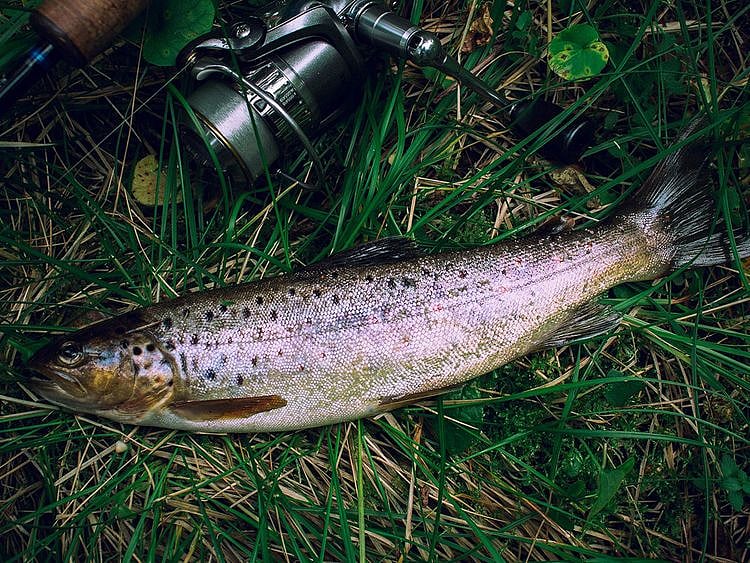 20231701 trout