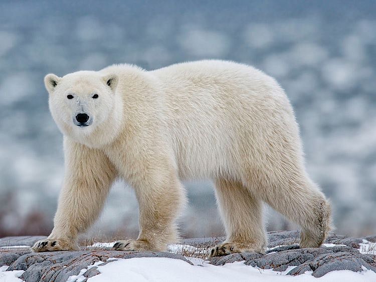 Polar bear kills woman, boy in remote Alaska village