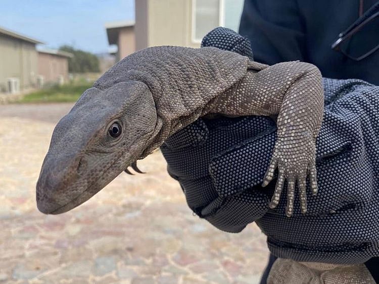 bengal-monitor-lizard-found-in-shipping-container-in-fujairah-1674389326306