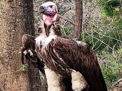 File photo: Pin, a 35-year-old endangered vulture at the Dallas Zoo in Dallas, Texas.  
