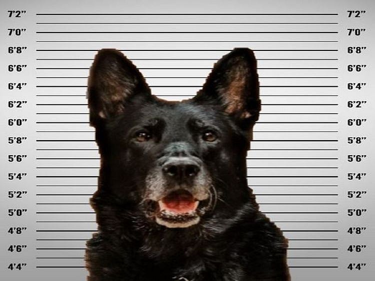 Michigan K9 mugshot 