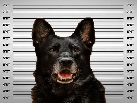 Michigan K9’s mugshot 