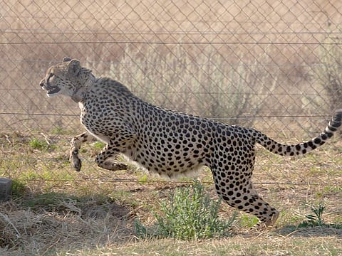 File photo: A cheetah jumps inside a quarantine section before being relocated to India, at a reserve near Bella Bella, South Africa, on September 4, 2022. 