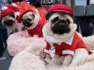 Photos: Canine extravaganza returns to New York with AKC Meet the Breeds