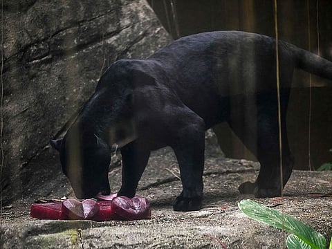 A black jaguar (Panthera onca) eats ice popsicles at the Rio de Janeiro Zoo in Rio de Janeiro, Brazil.