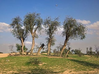 In Pictures: After weeks of rain, desert turns green in the UAE