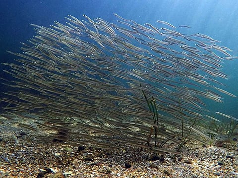 A school of baitfish swims off the coast of Biddeford, Maine, in this Sept. 3, 2018 file photo. 