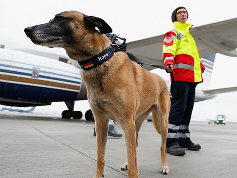A search and rescue dog and a rescuer of International Search and Rescue (ISAR) Germany stand as they arrive at  Gaziantep to help find survivors of the deadly earthquake in Turkey on February 7, 2023. 
