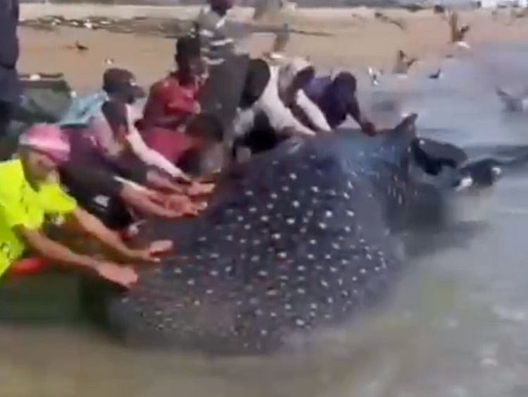 Whale shark Khor Fakkan