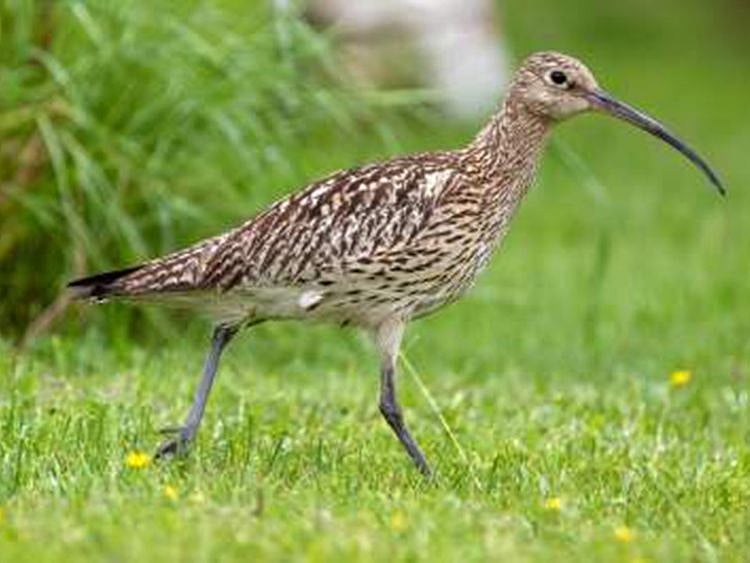 Eurasian Curlew was among 145 species of birds spotted during the first Sundarban Bird Festival.