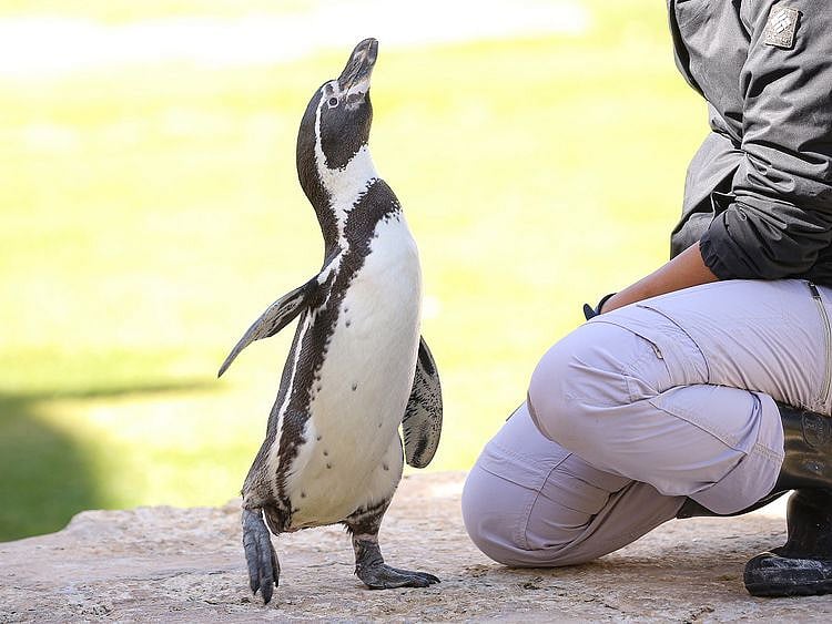 NAT_230210 Feed Penguins_SZ 77-1676097095153