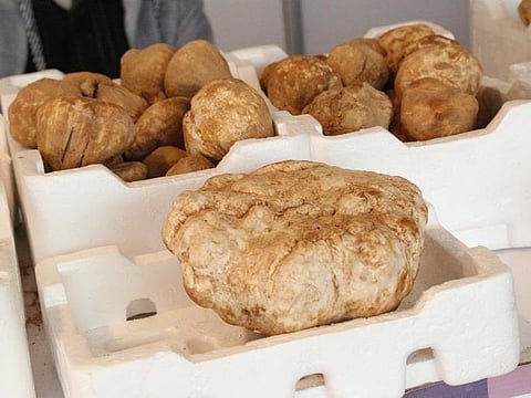 The fungus market has recently seen a brisk business in several regions in the kingdom, mainly in the Northern Border