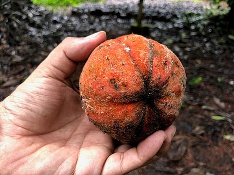 The rare velvet fruit the Soans farm in Mangalore.  