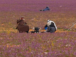 In pictures: A sea of purple in Saudi desert