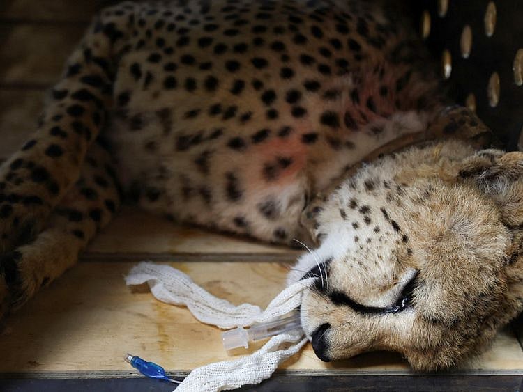 cheetahq-1676720124670