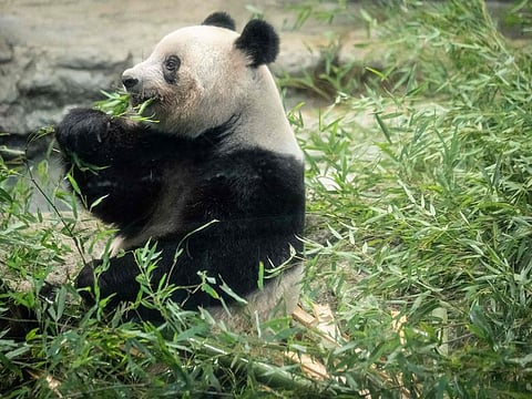 Female giant panda Xiang Xiang eats bamboo ahead of her return to China at Ueno Zoological Park in Tokyo.