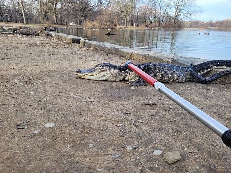 Alligator us