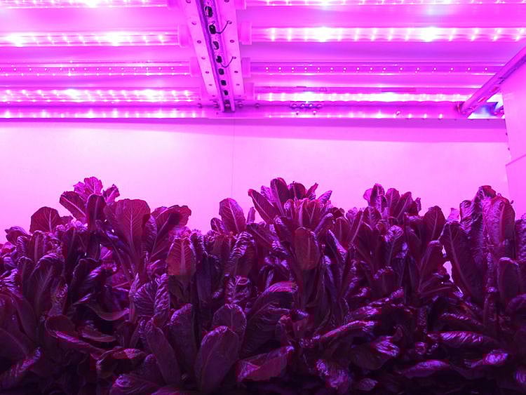 Stock-Aero-Farms