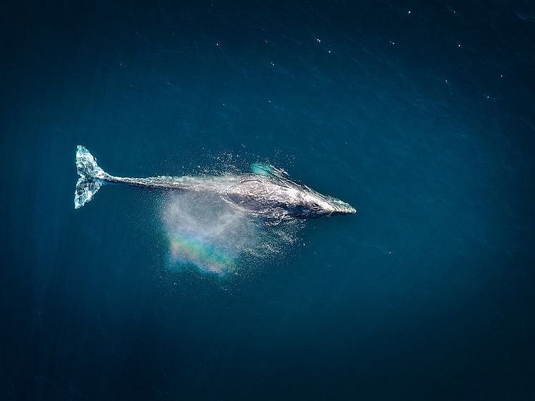 whale