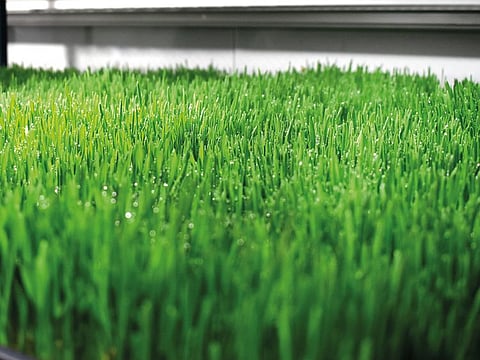 Abu Dhabi-based World of Farming aims to grow fodder for the region’s meat and dairy farmers