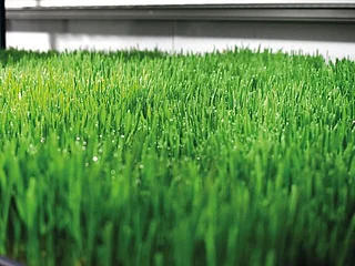 Saudi Arabia seeks $40b in agricultural investments