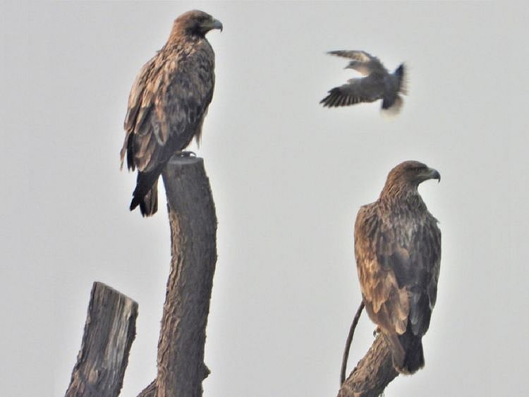Eagle