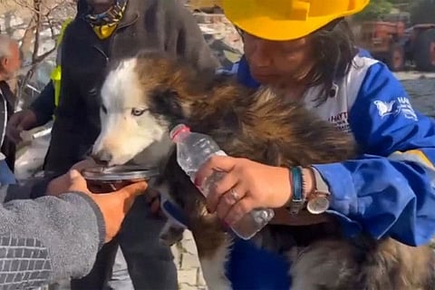 The dog which was rescued from a collapsed building 23 days after last month's 7.8-magnitude deadly earthquake in Antakya.