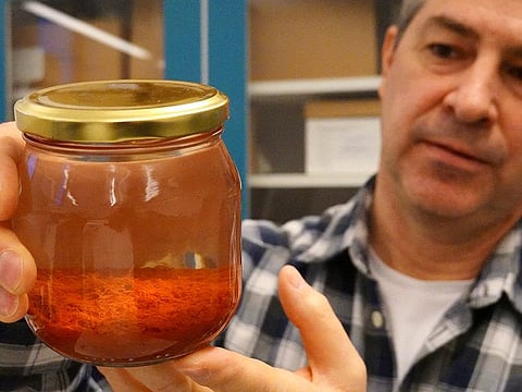 Researcher Brendan Foley holds up a jar containing saffron preserved in water, part of a cache of unusually well preserved spices and foodstuffs found on the wreck of the Gribshund, in his laboratory in Lund University, Sweden. 