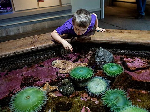 Holbrook Johnson, 6, explores a starfish exhibit.