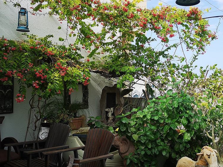 Bency Baibe's terrace garden