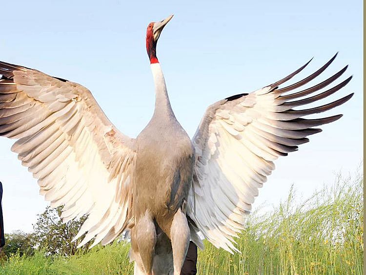 The Sarus crane is seen at a field in Amethi near Mohammed Arif's home. 