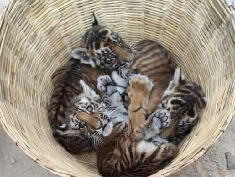 Four tiger cubs in Andhra Vet hospital, search on for mother