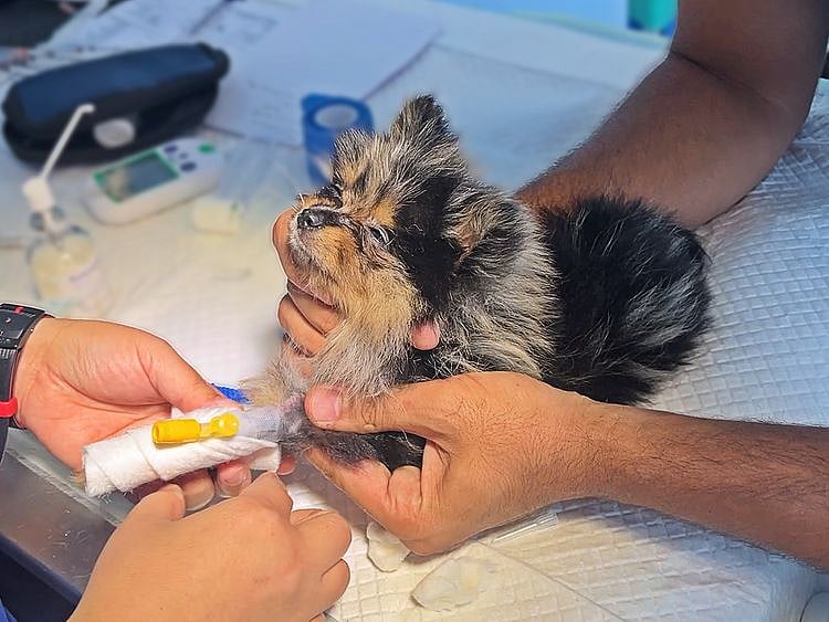 British Veterinary Centre