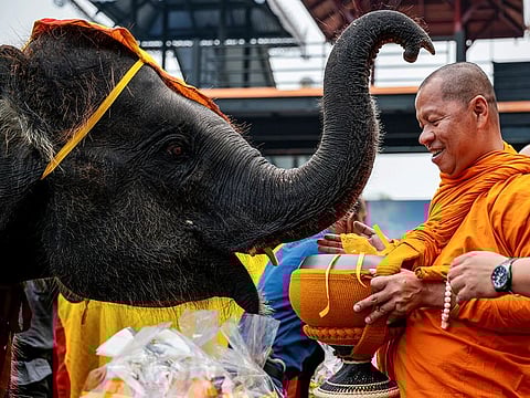 A Buddhist monk receives food from an elephant during Thailand's National Elephant Day celebration at Nong Nooch Tropical Garden in Pattaya. 