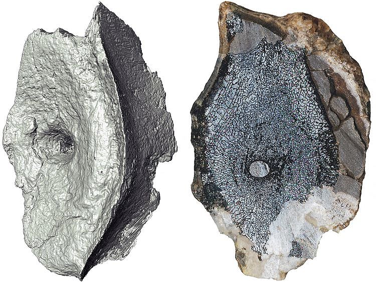 Ichthyosaur