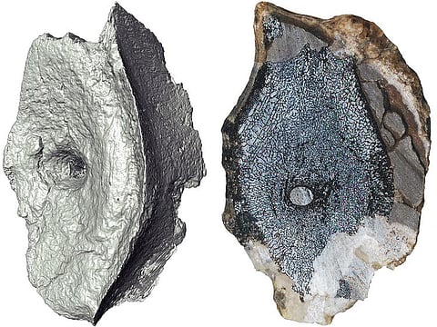 A computed tomography image and cross-section shows the internal bone structure of vertebrae from the earliest-known Ichthyosaur, a type of marine reptile that flourished during the age of dinosaurs, and actually first appeared millions of years before the dinosaurs, in this undated handout image obtained by Reuters March 14, 2023. 