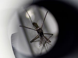 US approves first vaccine against chikungunya virus