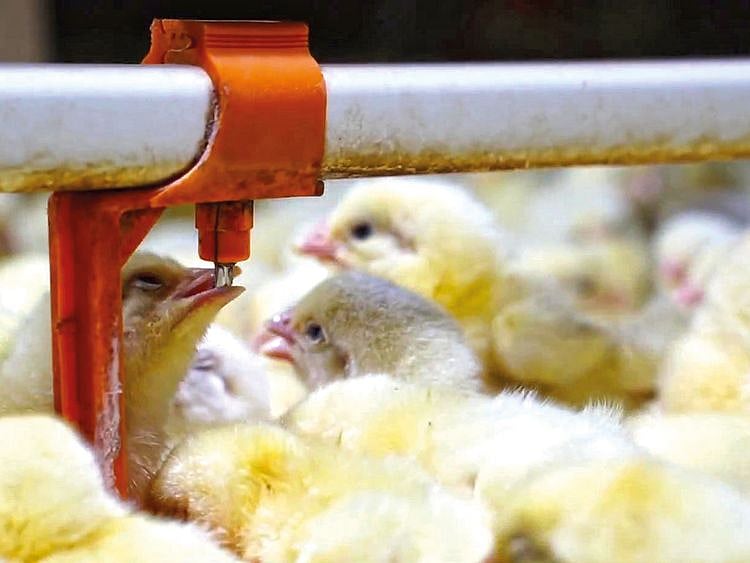 SU_230319_Poultry-Day_adv-Al-Ain-Farms-FOR-WEB