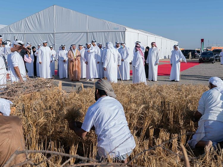 shj ruler at wheat harvest on 2023-03-20